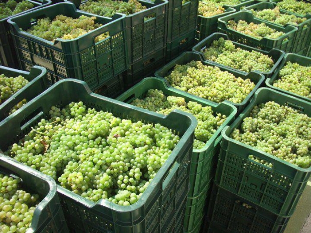 Recogida de la uva